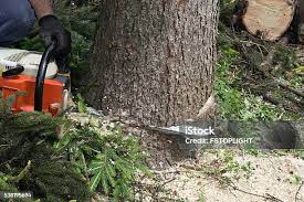Professional Tree Services in Rangely, CO