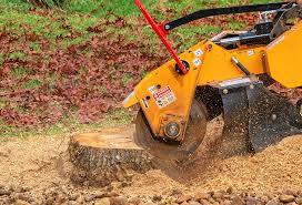 Best Fruit Tree Pruning  in Rangely, CO