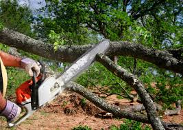 How Our Tree Care Process Works  in  Rangely, CO