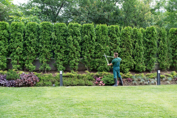 Best Tree and Shrub Care  in Rangely, CO