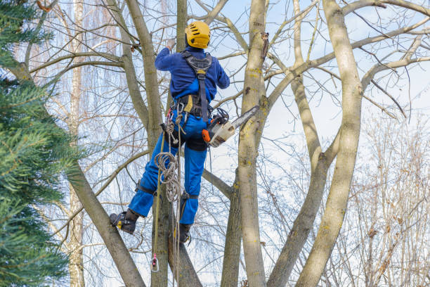 Best Tree Risk Assessment  in Rangely, CO