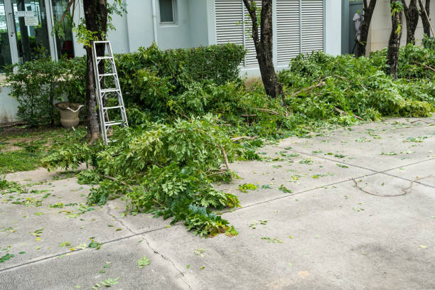 Leaf Removal in Rangely, CO